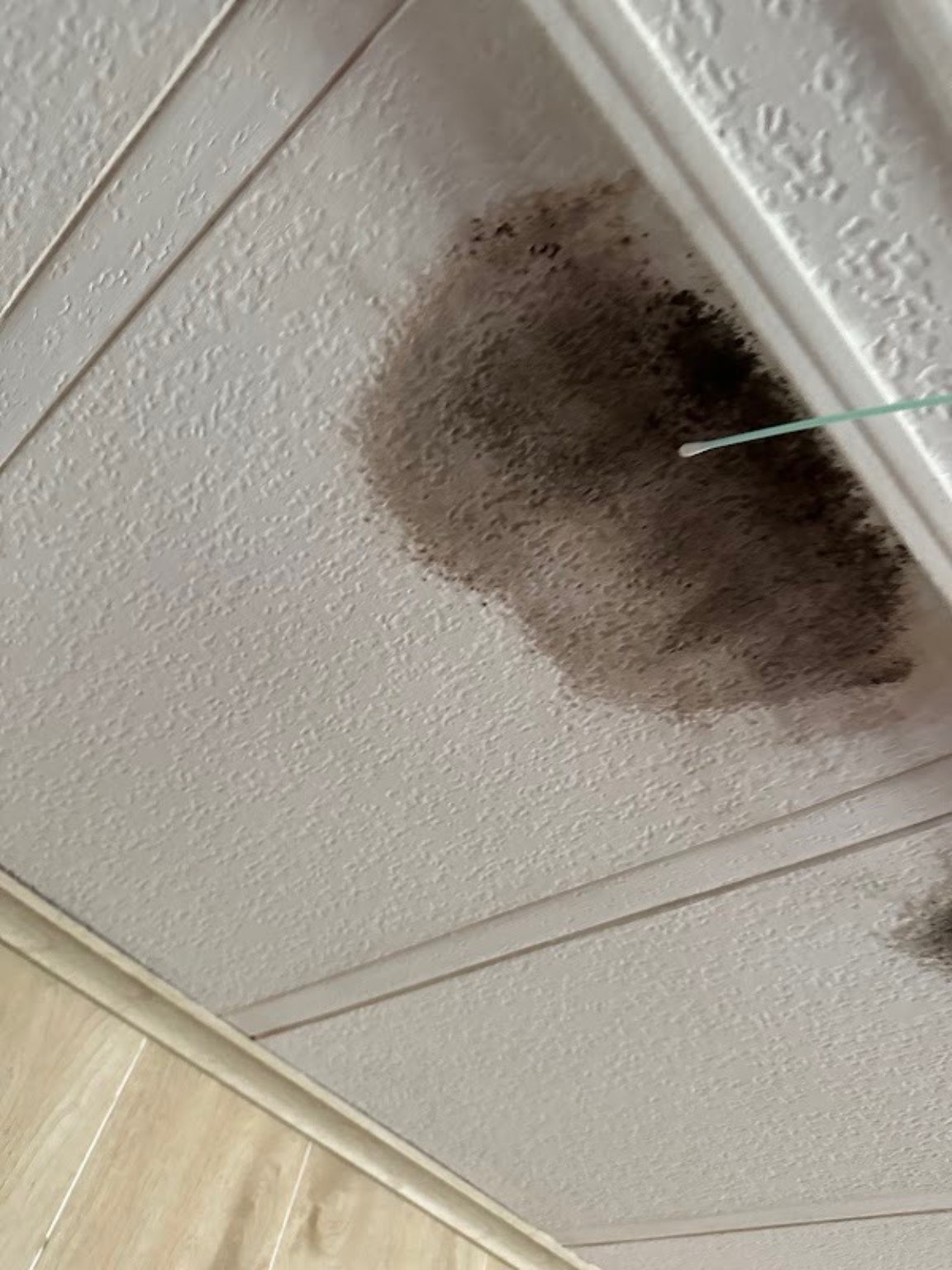 Dark visible mold-like growth on a textured ceiling being surface sampled