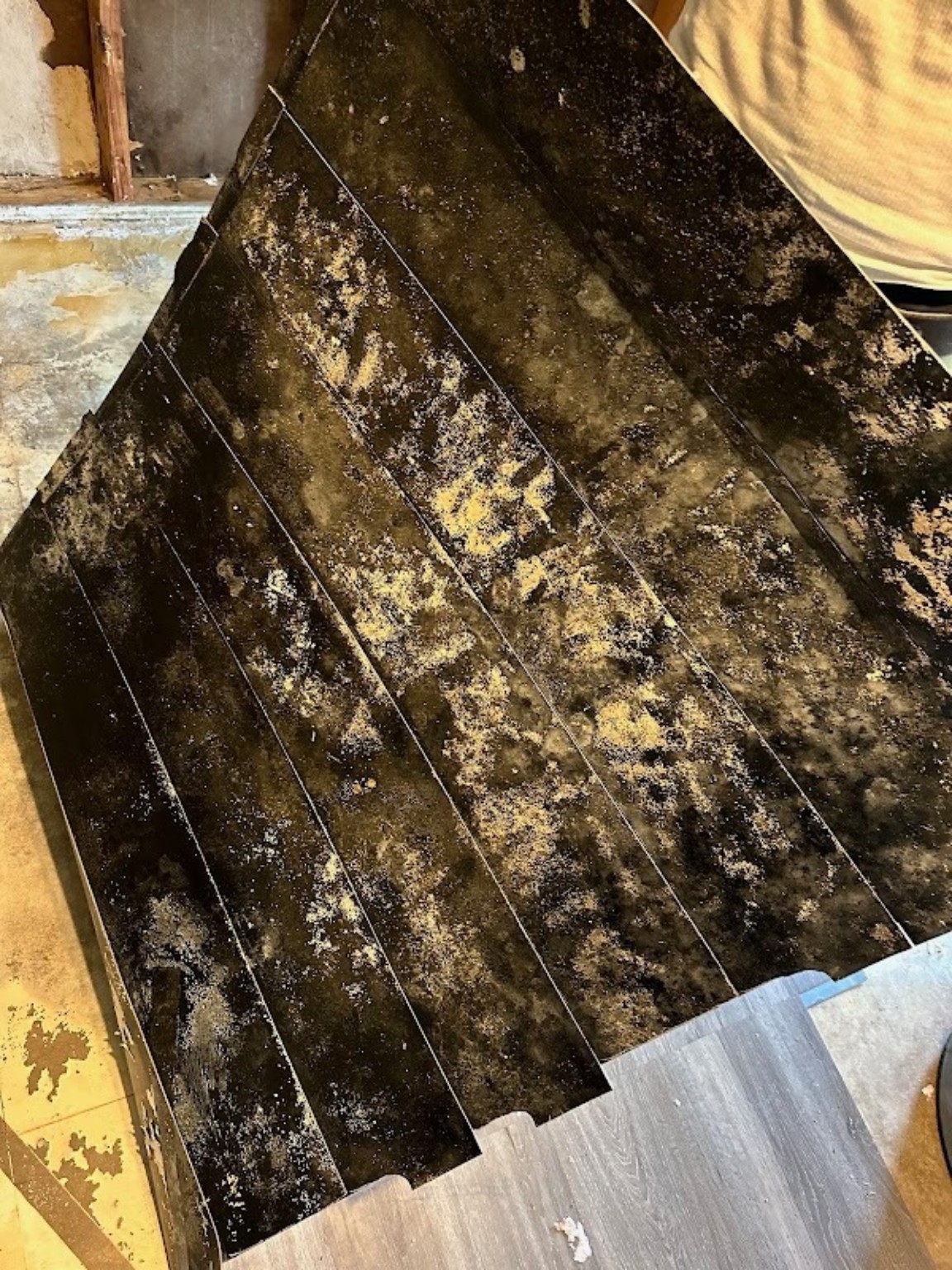Extensive visible mold-like growth discovered beneath flooring